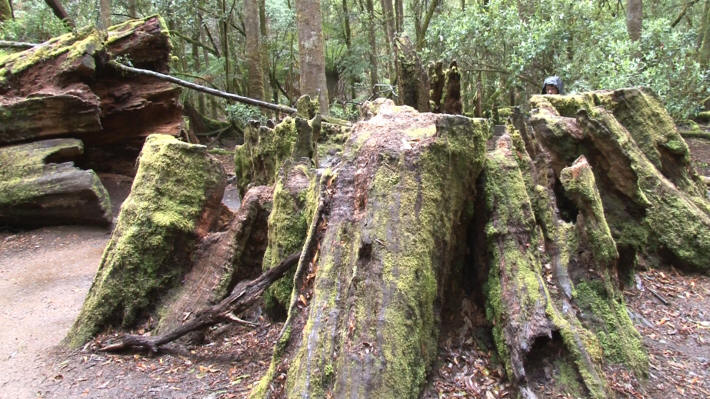 Mount Field National Park