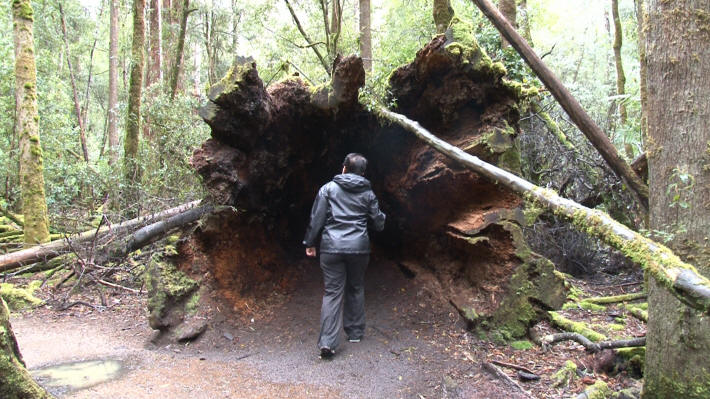 Mount Field National Park