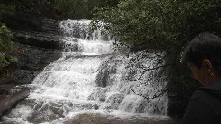 Mount Field National Park