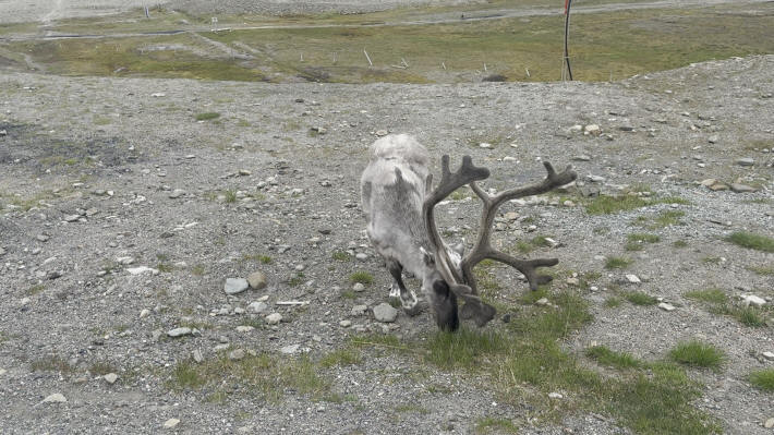 Longyearbyen Rentier