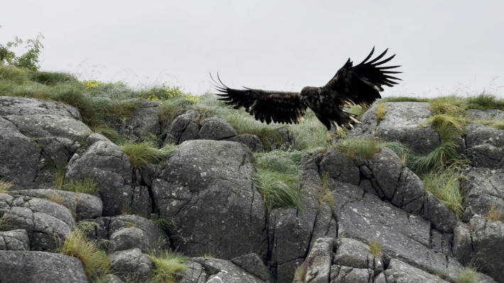 Svolvær Sea eagle