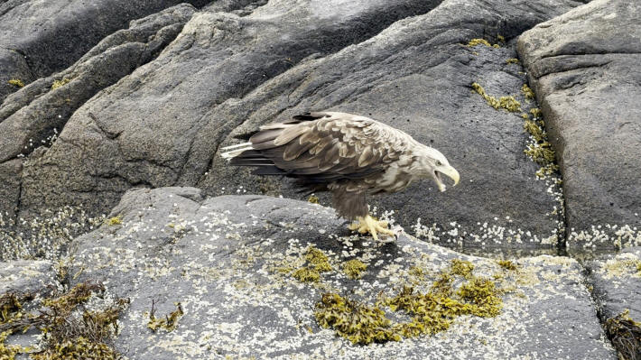 Svolvær Sea eagle