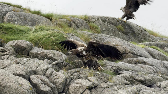 Svolvær Sea eagle
