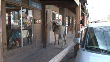 Oatman