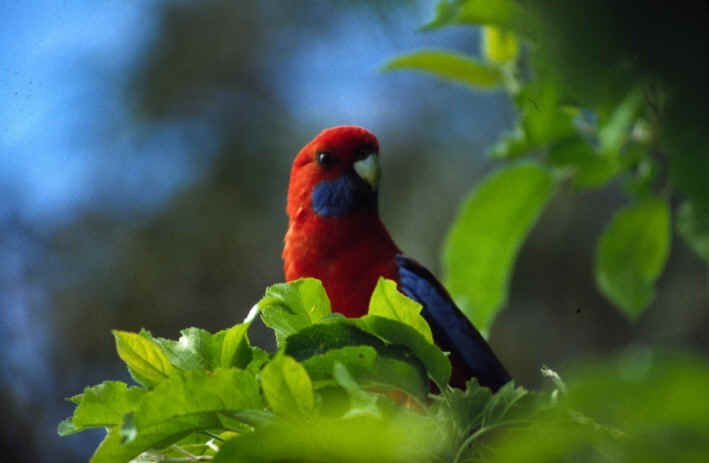 Papagei in den Blue Mountain