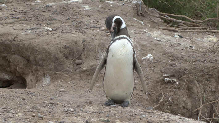 Puerto Madryn