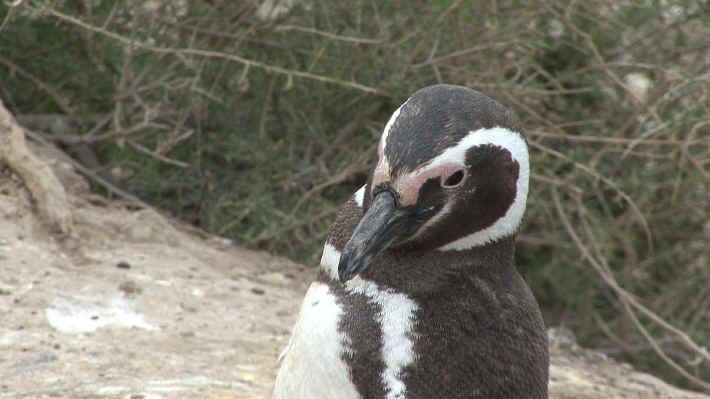 Puerto Madryn