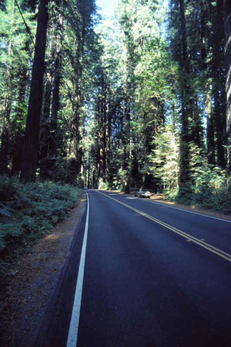 Redwood National Park