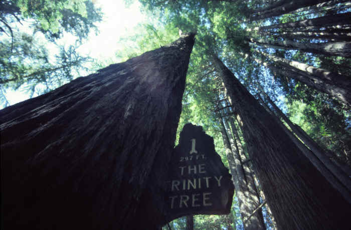 Redwood National Park