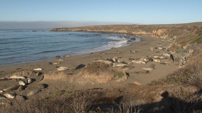 Elephant seals ati San Simeon