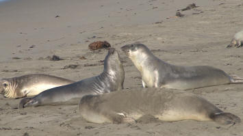 Elephant seals ati San Simeon