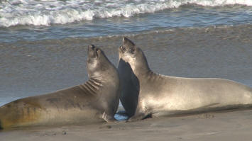 Elephant seals ati San Simeon