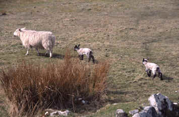 Sheeps