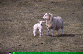 Sheeps