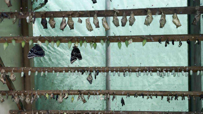 Butterfly Garden