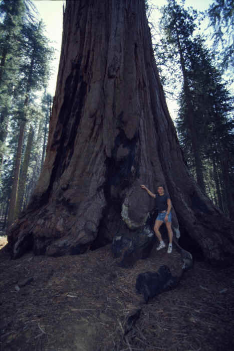 Sequoia Nationalpark