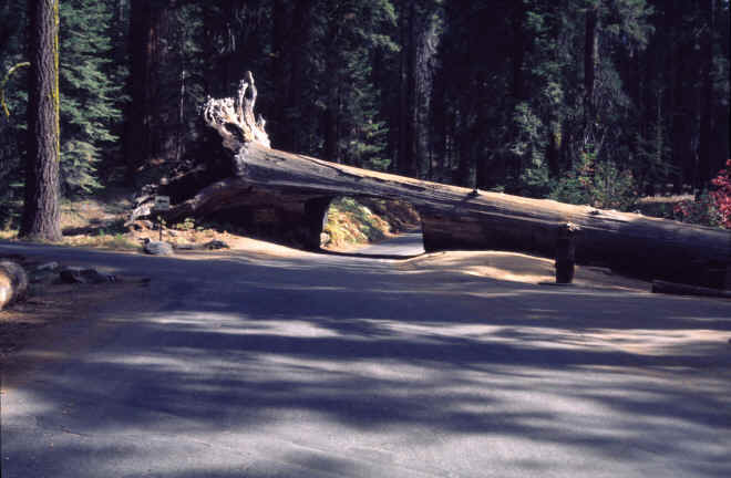 Sequoia Nationalpark