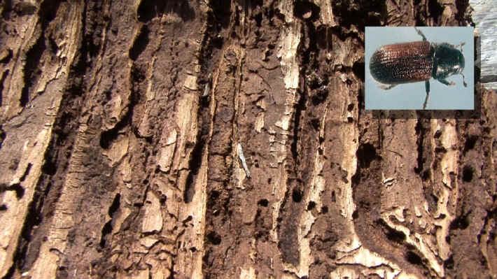 Kluane National Park Spruce Beetle