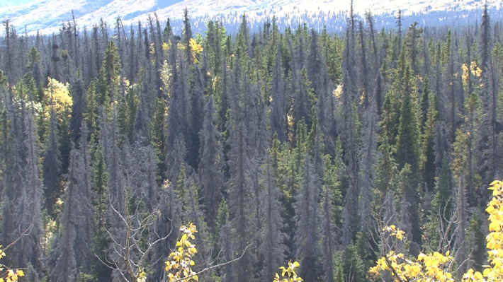 Kluane National Park Spruce Beetle