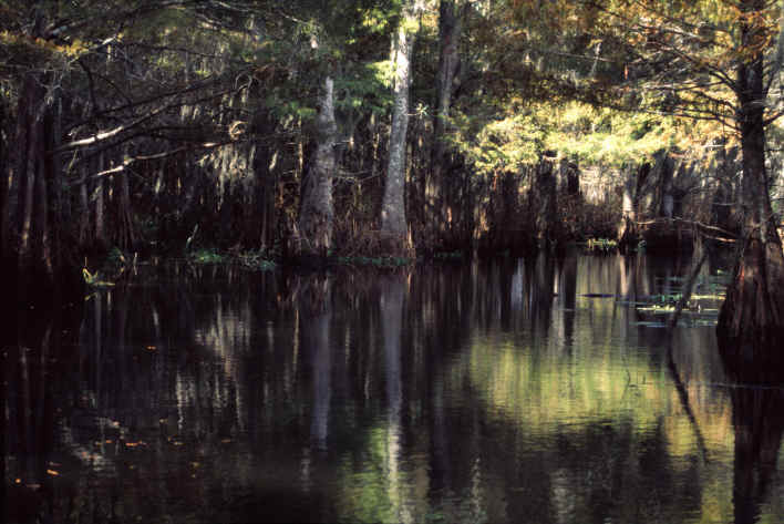 Die Swamps von New Orleans