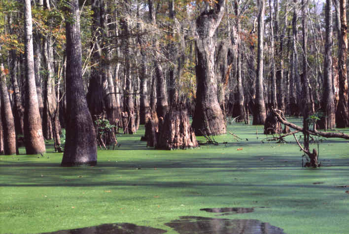 Die Swamps von New Orleans