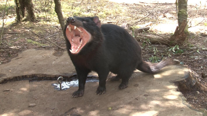 Tasmanian Devil Centre