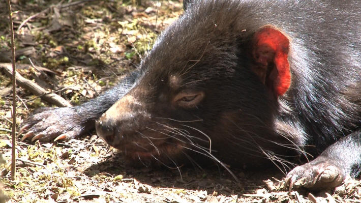 Tasmanian Devil Centre