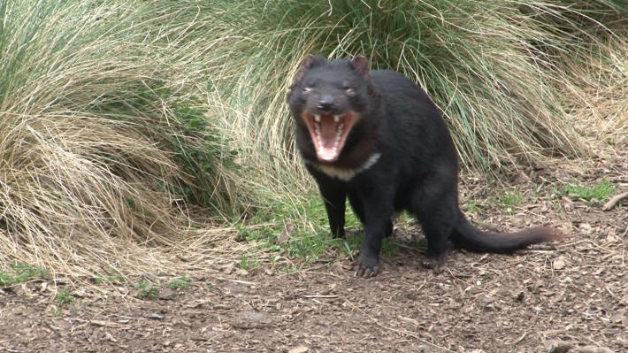 Tasmanian Devil Centre