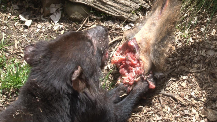 Tasmanian Devil Centre