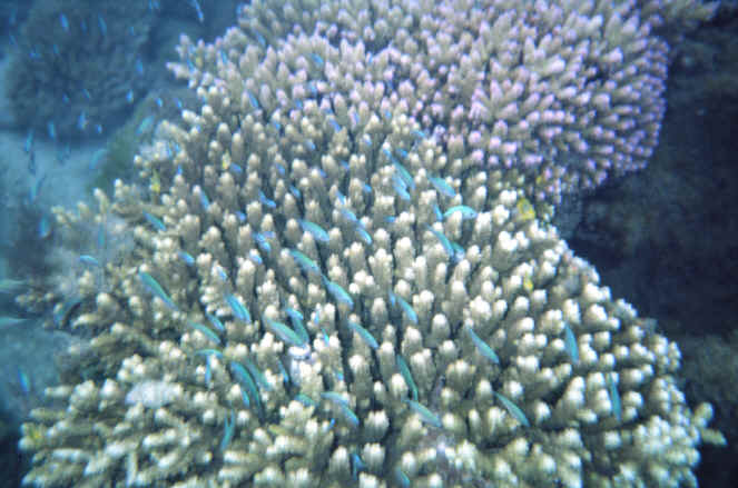Koralle vor der Insel Tavewa