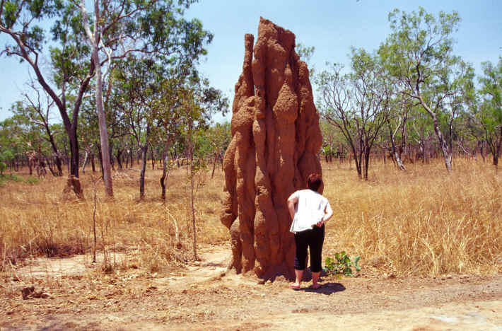 Termitenbauten
