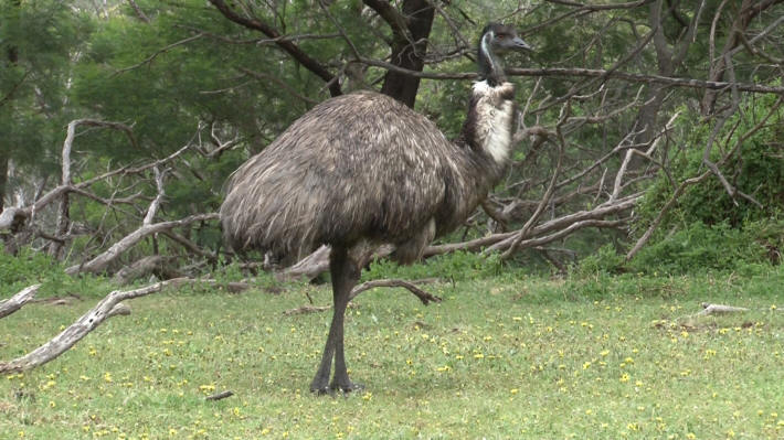 Tower Hill Emu