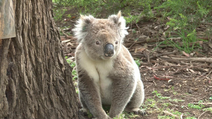 Tower Hill Koala