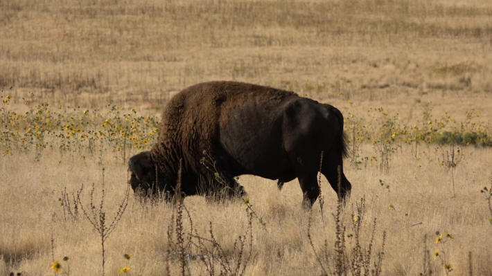 Antelope Island