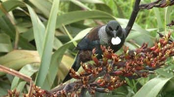 Wellington Botanic Garden Tui