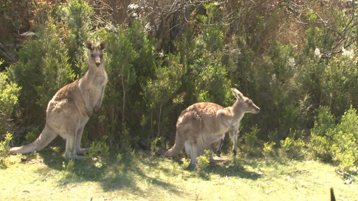 Wilsons Promontory National Park