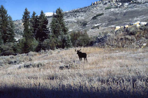 American Elk