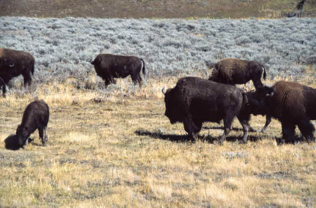 Bison