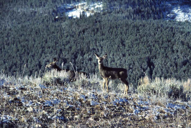 American Elk