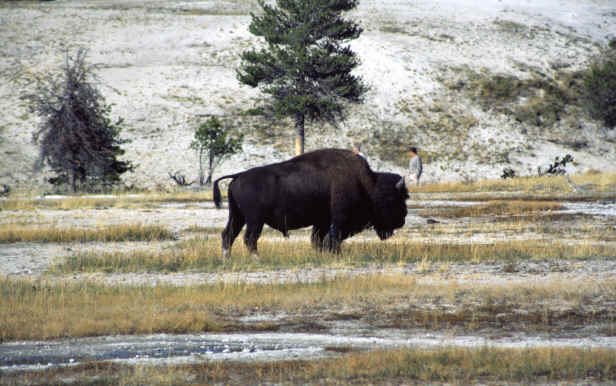 Bison